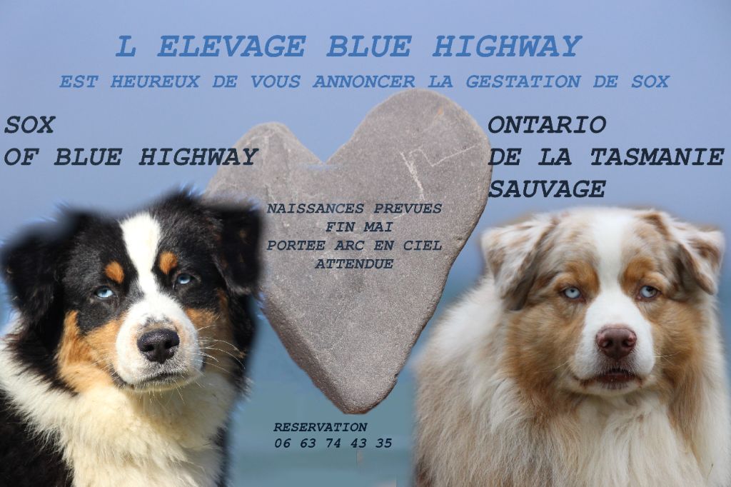 chiot Berger Australien Of Blue Highway