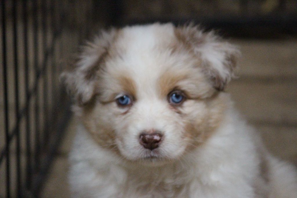 Of Blue Highway - Chiot disponible  - Berger Australien