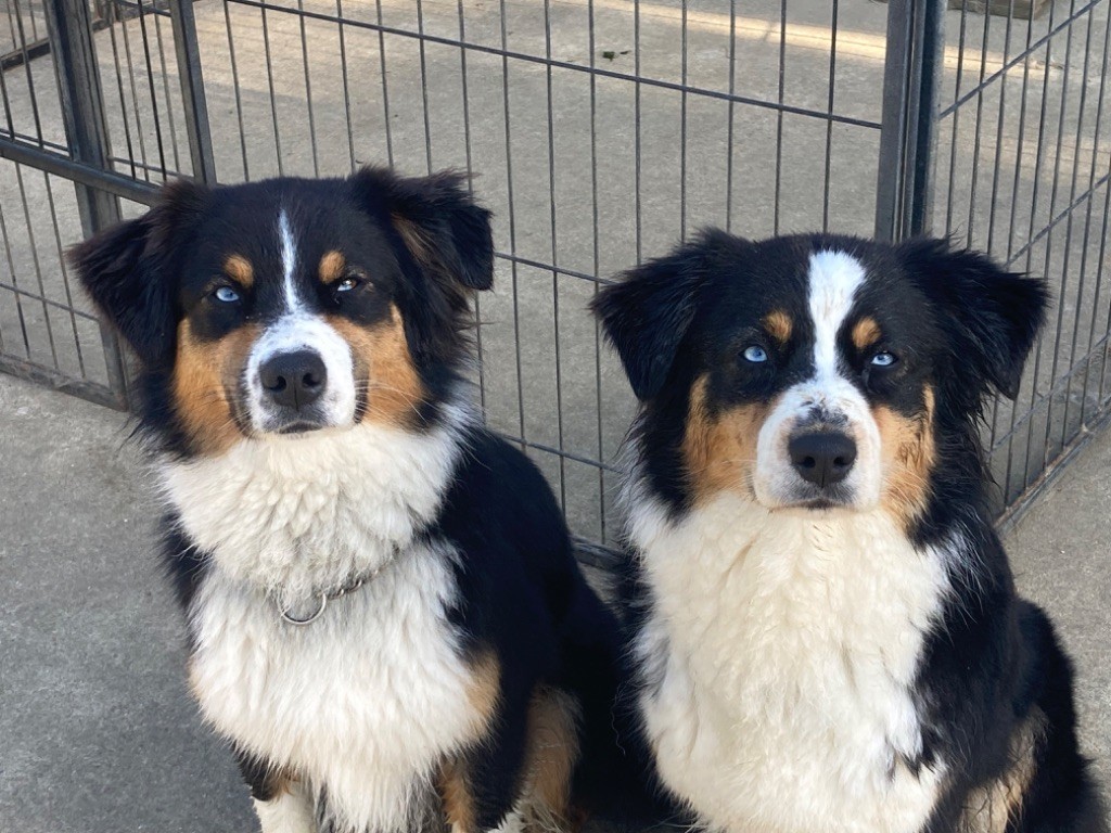 portée Lennox X Olly (10 Avril 2021)
