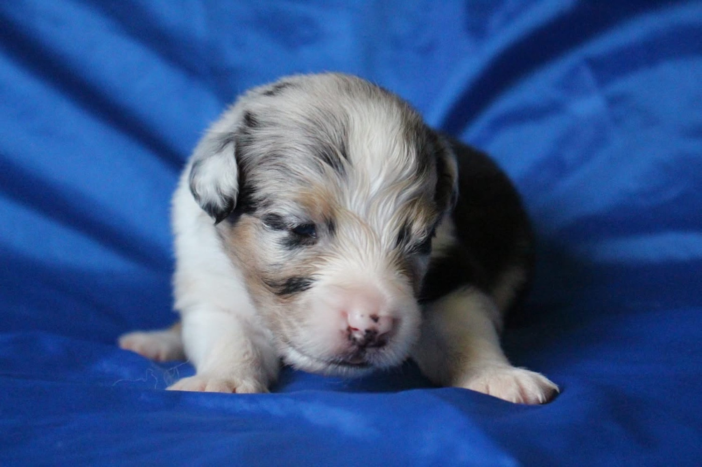 Of Blue Highway - Chiots disponibles - Berger Australien