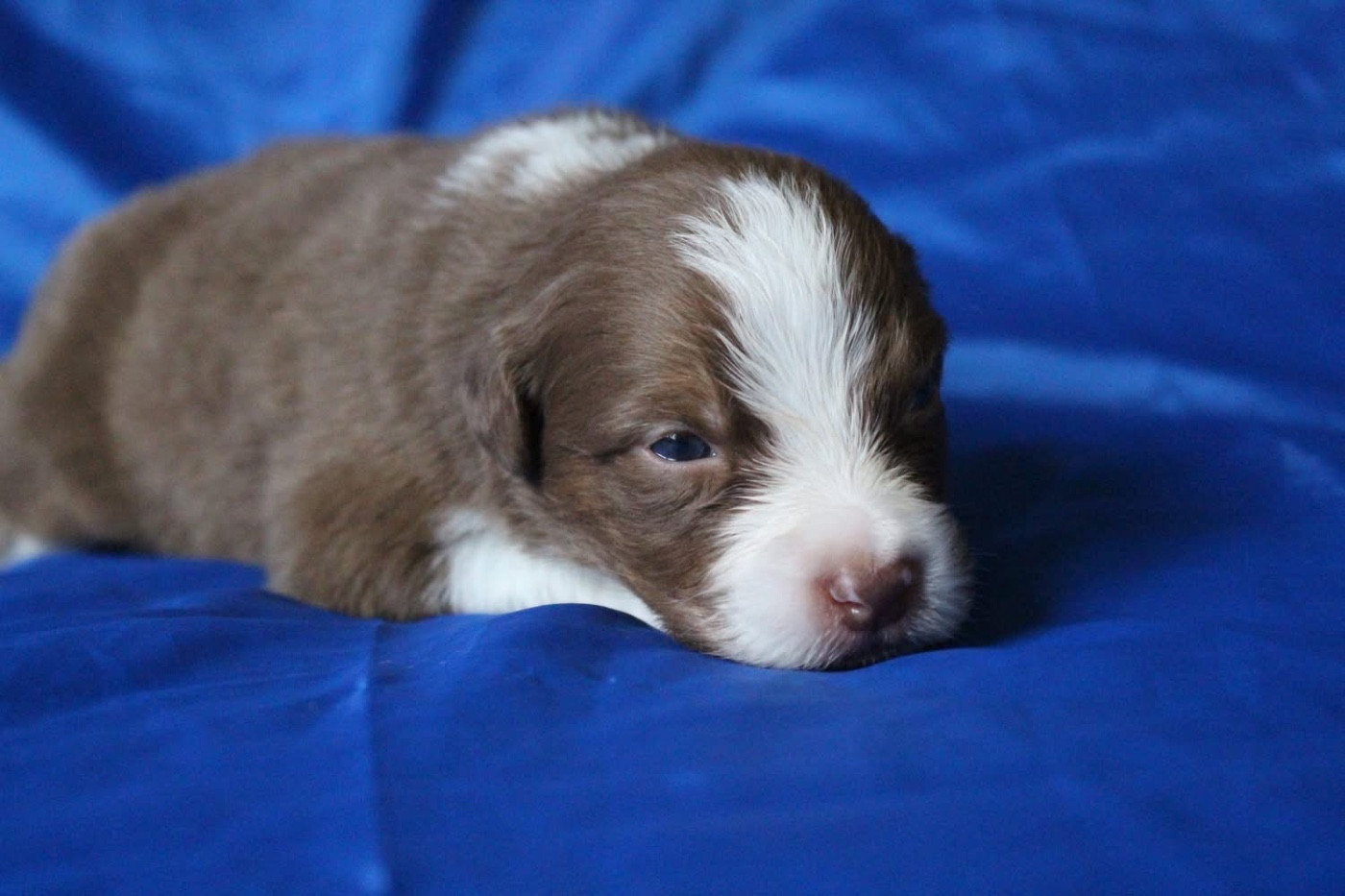 Of Blue Highway - Chiots disponibles - Berger Australien