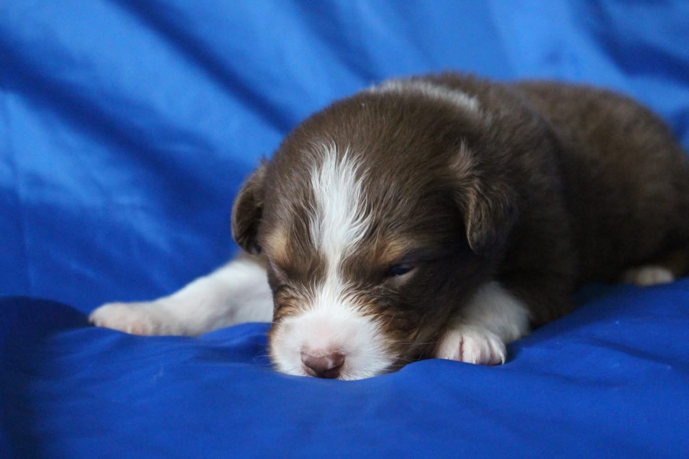 Of Blue Highway - Chiots disponibles - Berger Australien