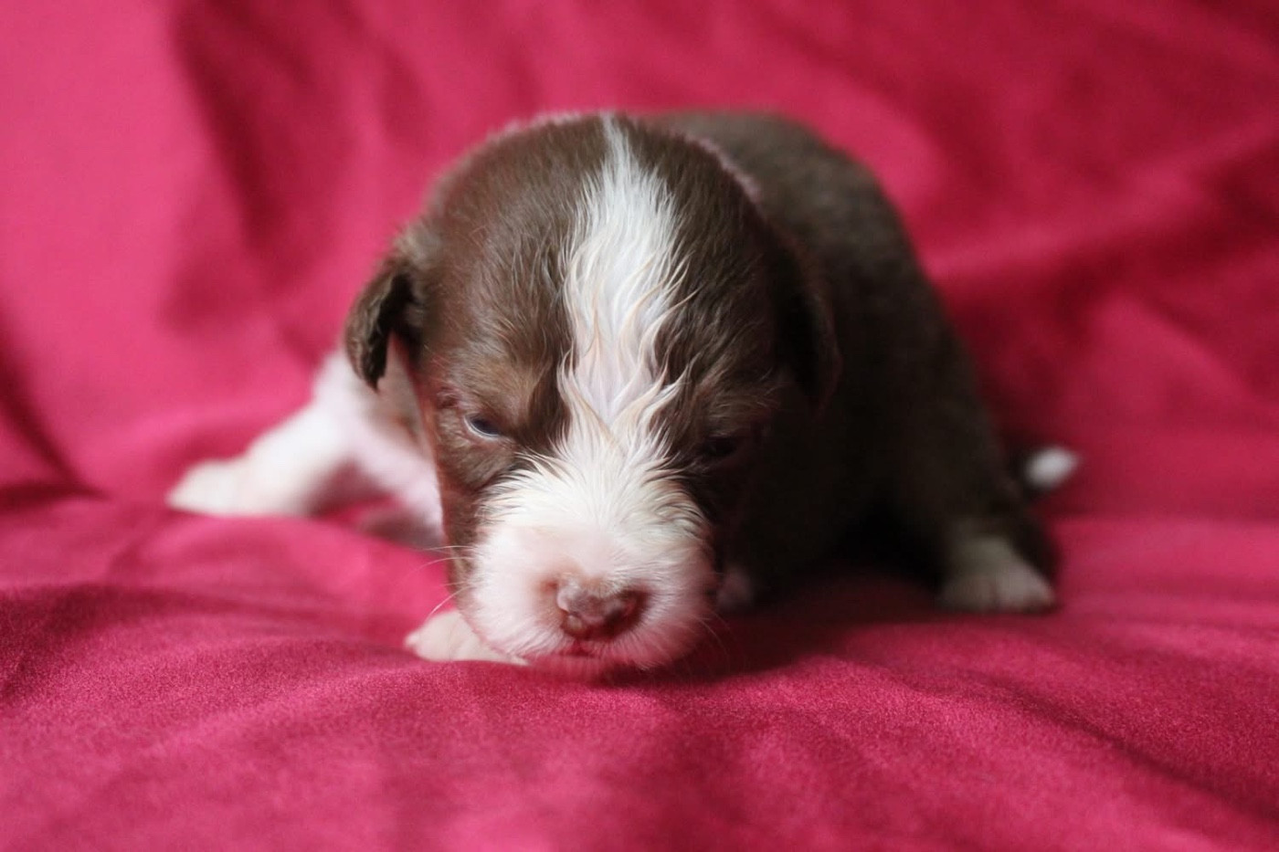 Of Blue Highway - Chiots disponibles - Berger Australien