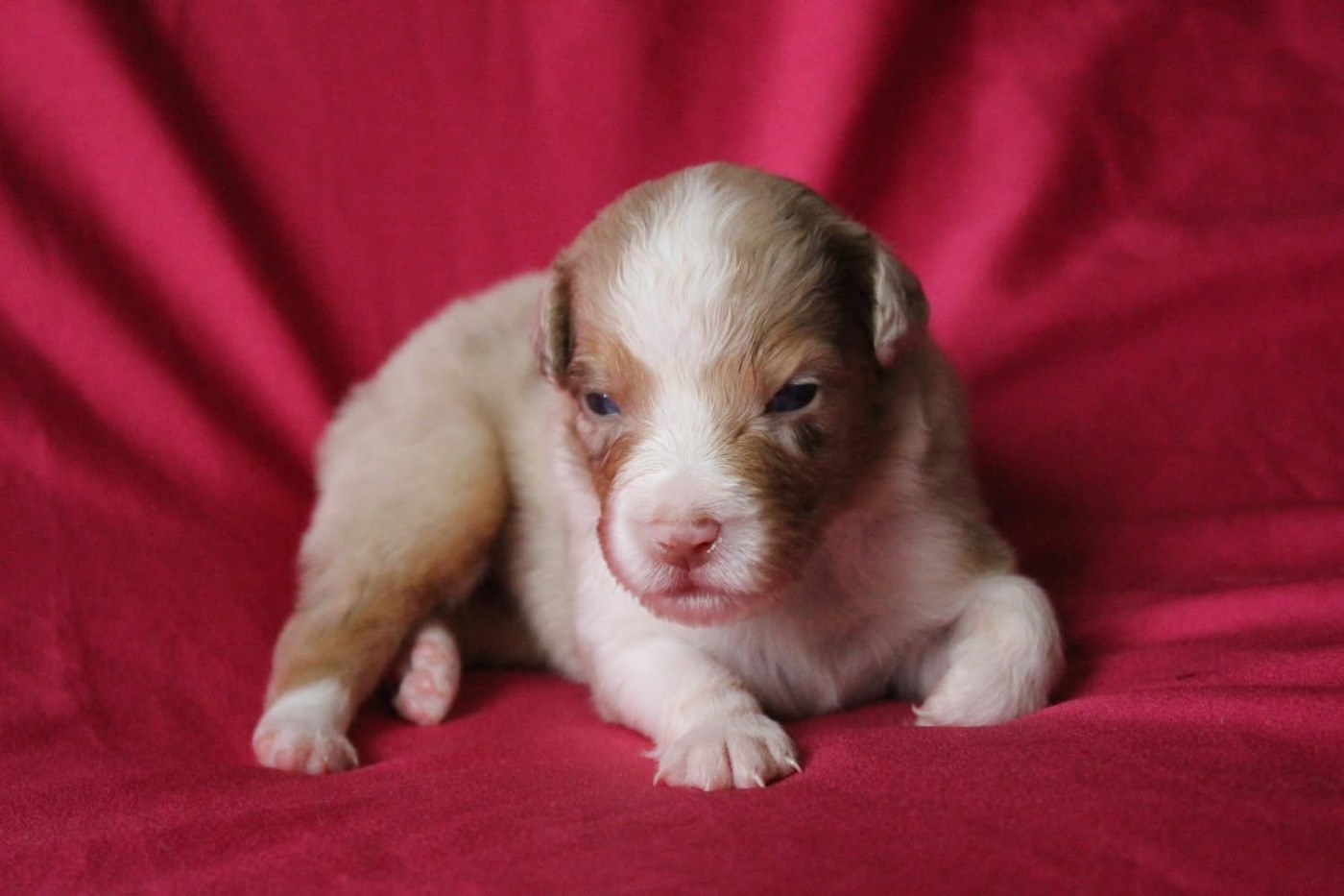 Of Blue Highway - Chiots disponibles - Berger Australien