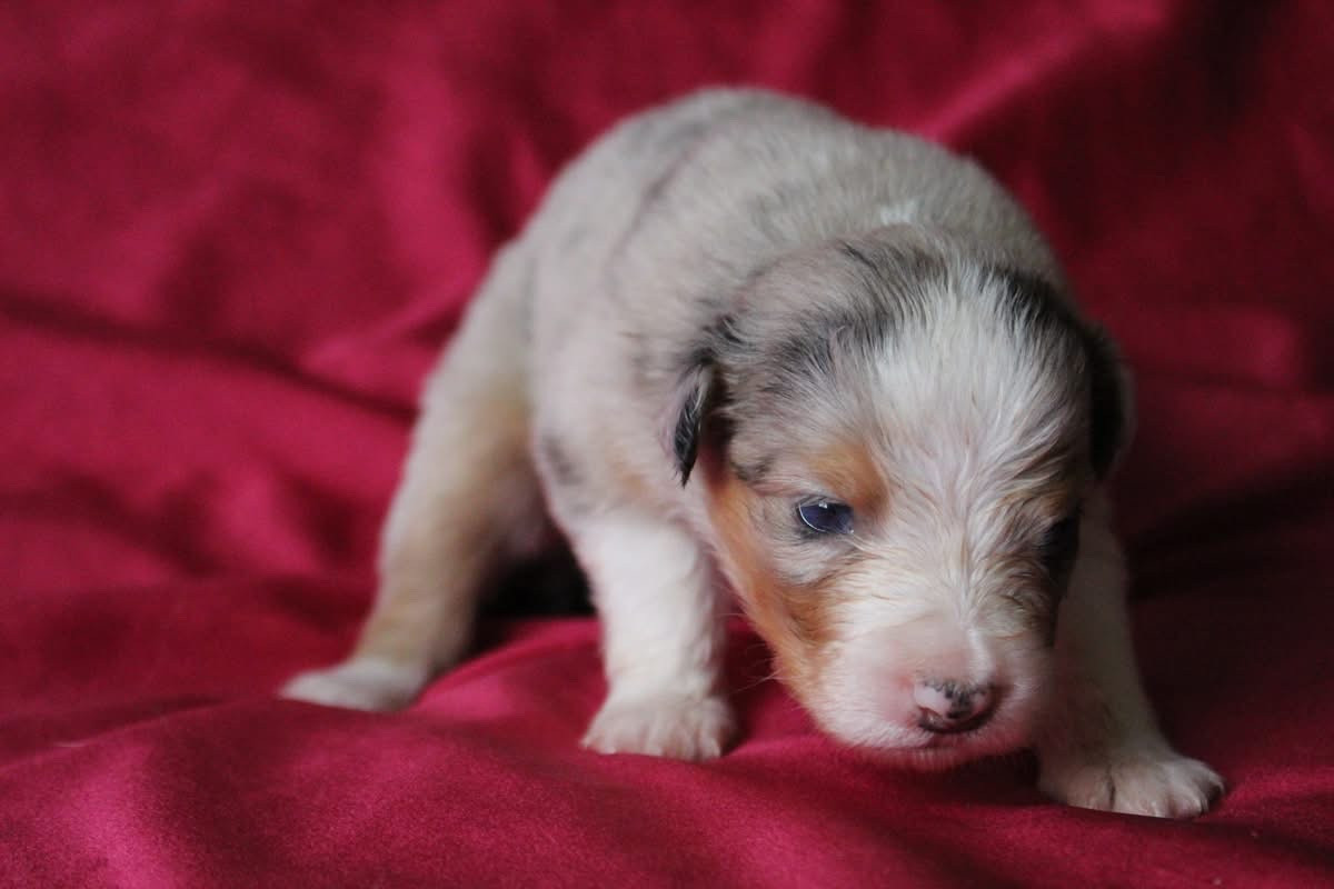 Of Blue Highway - Chiots disponibles - Berger Australien