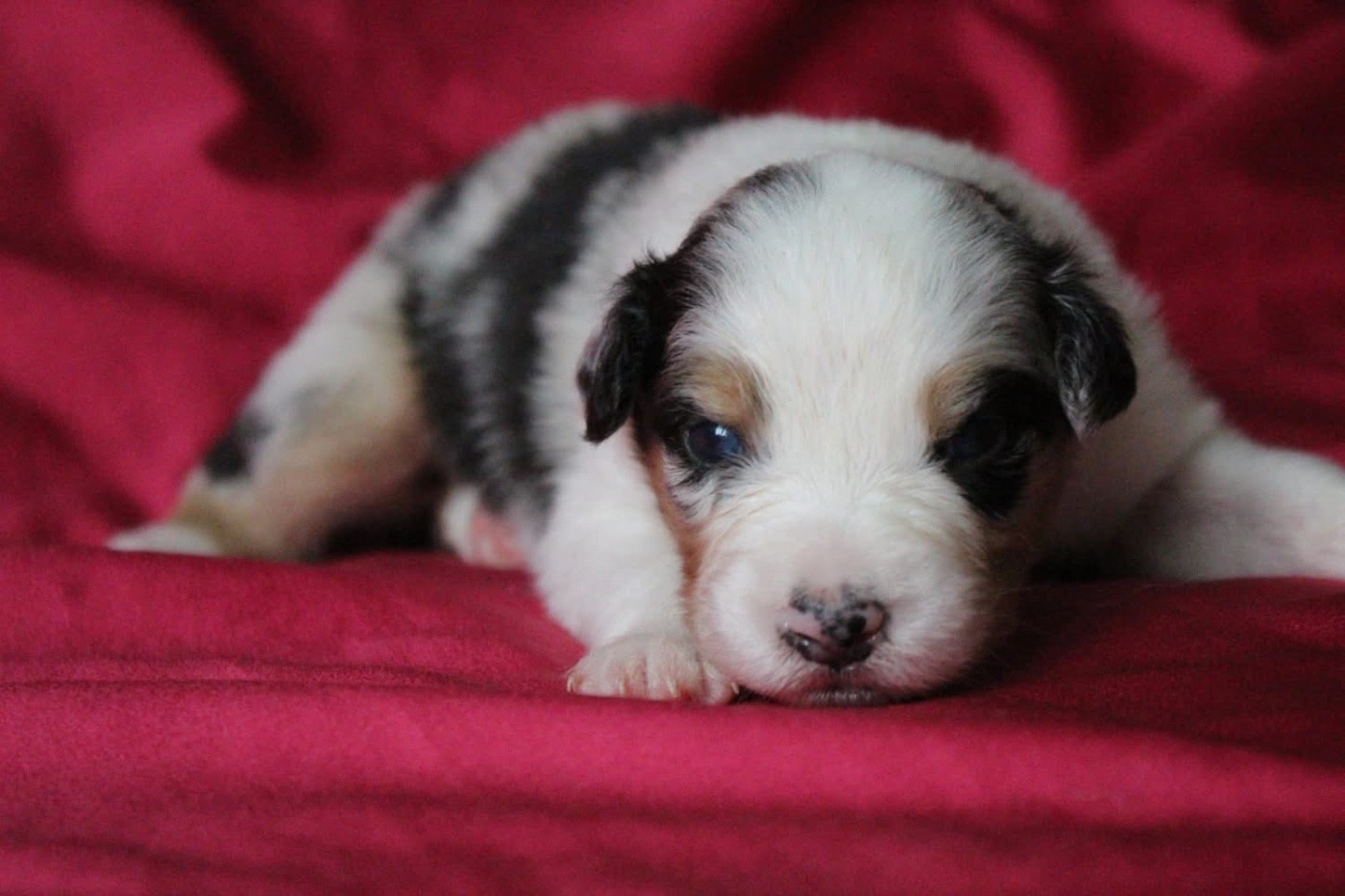 Of Blue Highway - Chiots disponibles - Berger Australien