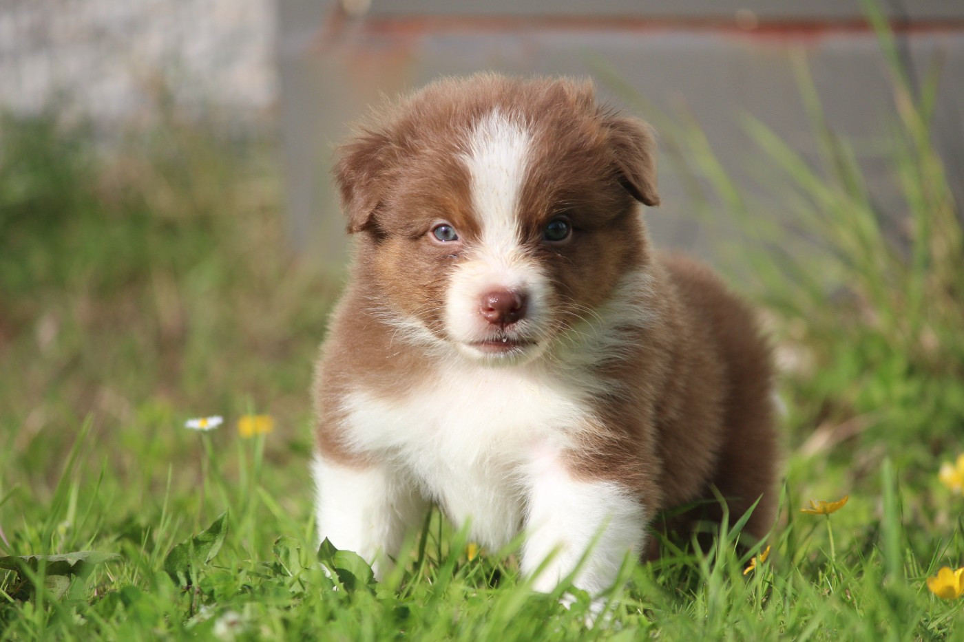 Of Blue Highway - Chiots disponibles - Berger Australien