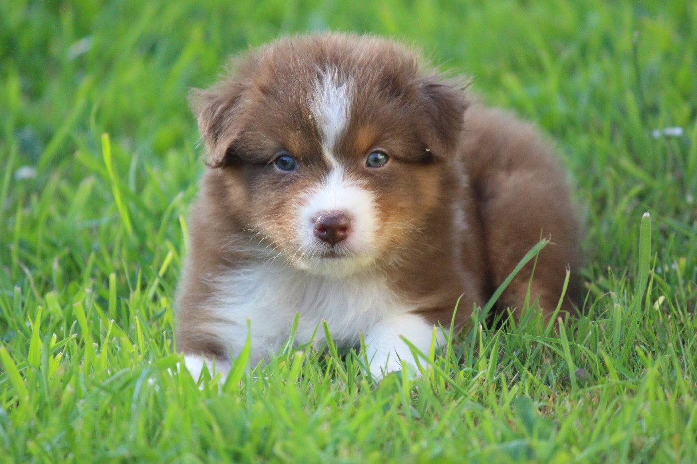 Of Blue Highway - Chiots disponibles - Berger Australien