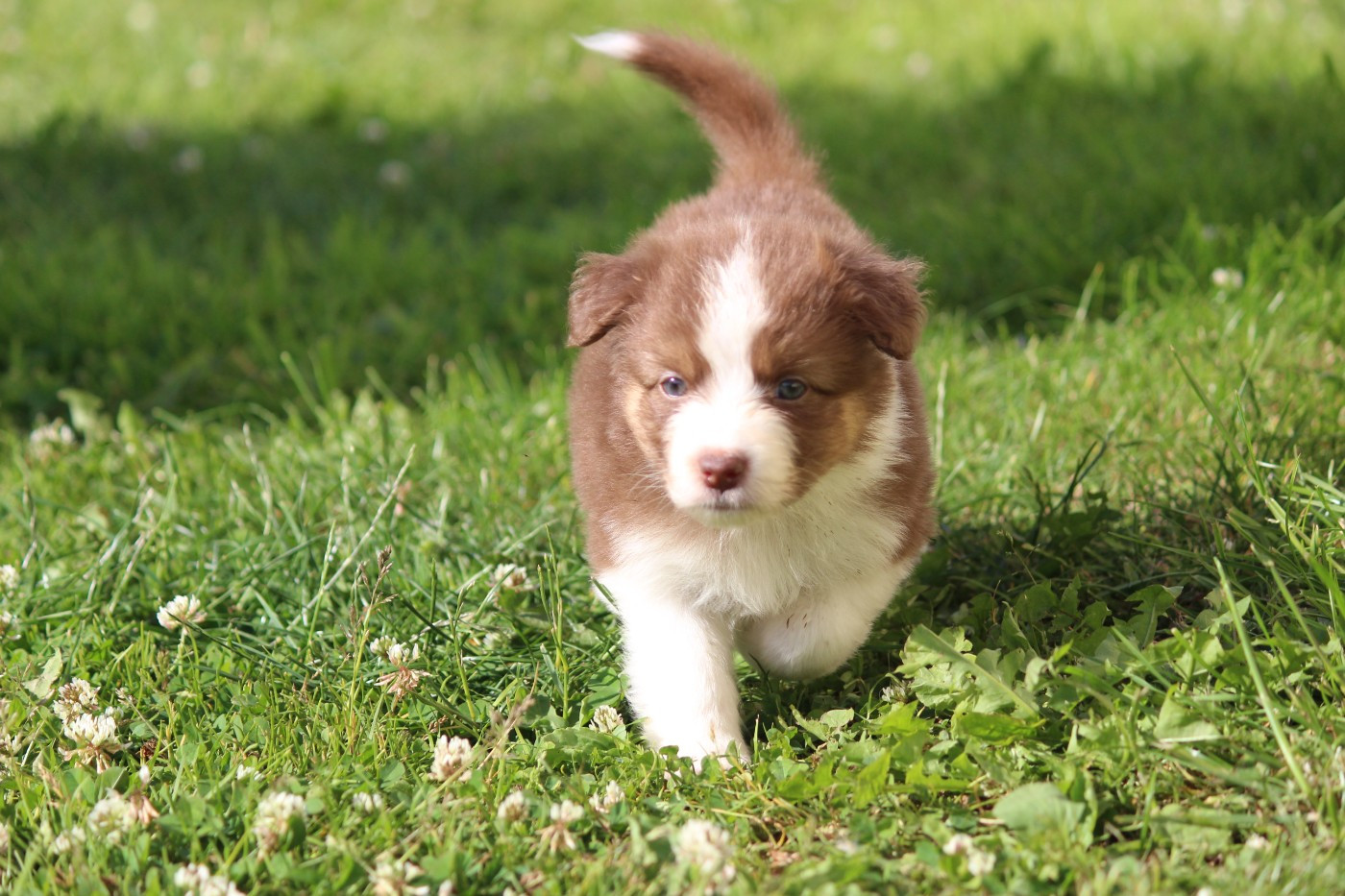 Of Blue Highway - Chiots disponibles - Berger Australien