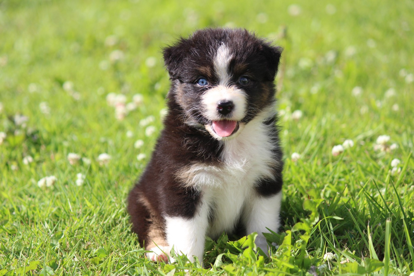 Of Blue Highway - Chiots disponibles - Berger Australien