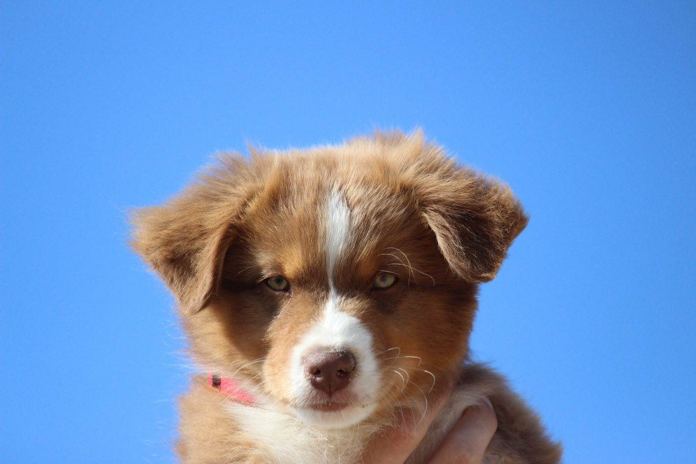 Of Blue Highway - Chiots disponibles - Berger Australien