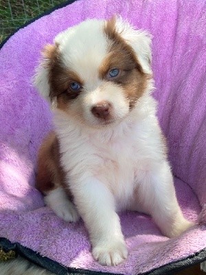 CHIOT